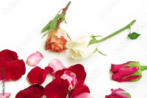 Dry roses isolated on white