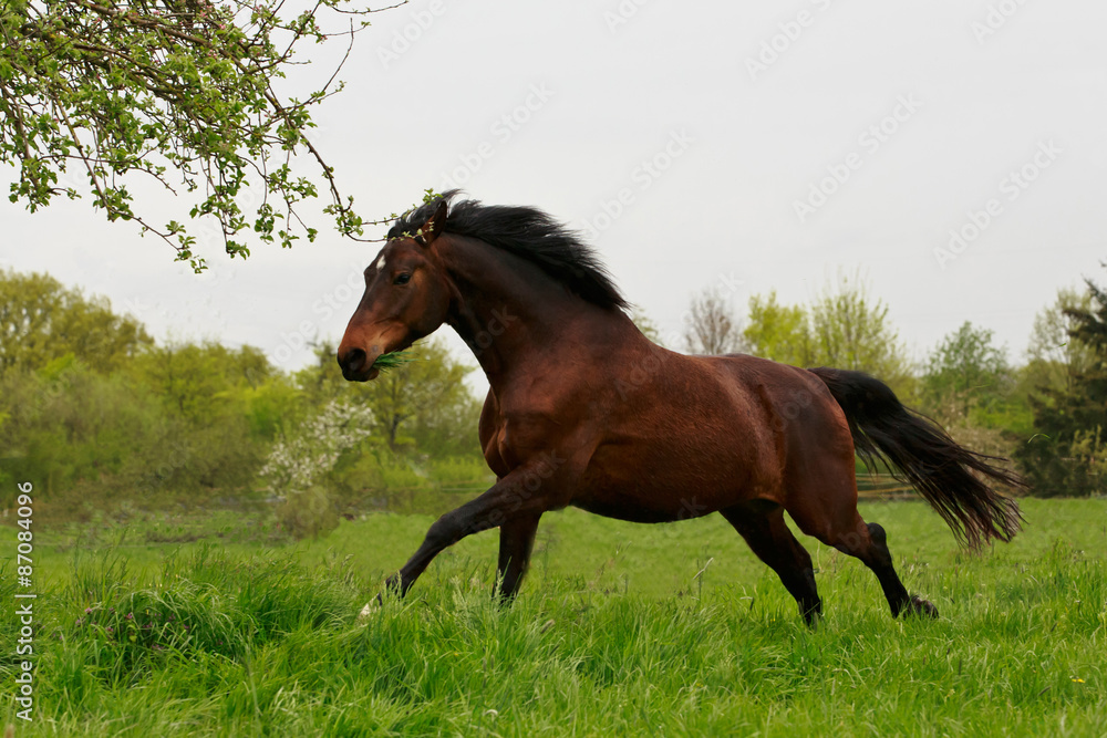 Obraz premium Dziki brąz