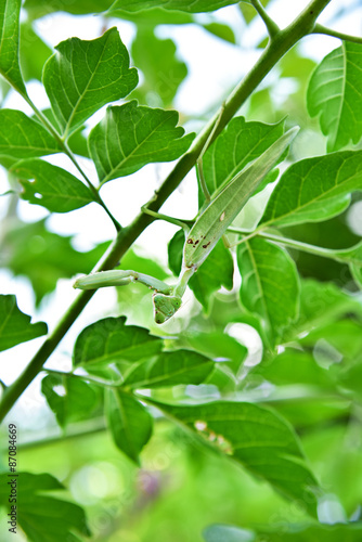 Wallpaper Mural Mantis Torontodigital.ca