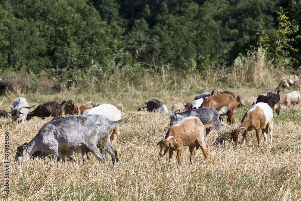 Herd of goats grazing in a meadow Herd of goats grazing in a meadow