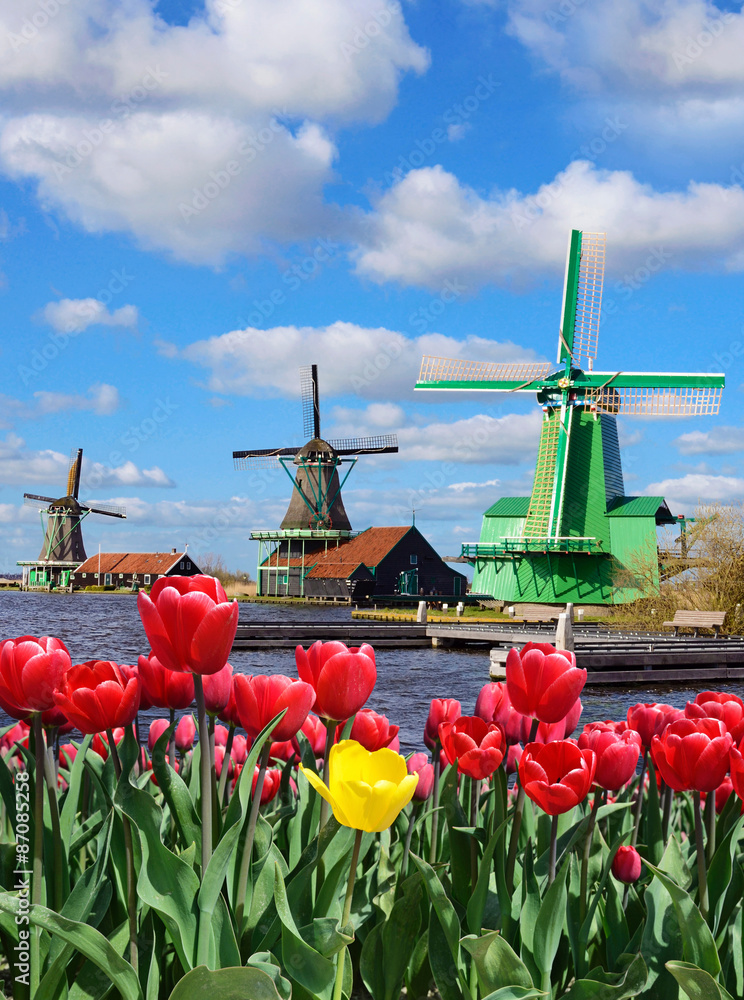 Fabulous landscape of Mill and tulips in Holland