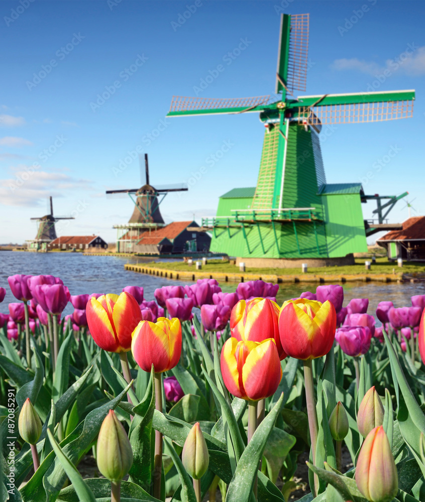 Fabulous landscape of Mill and tulips in Holland