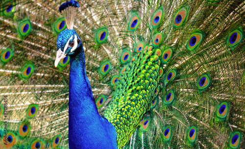 Portrait of a Peacock with feathers spread open. Macro shot of the Peacock showing its feathers.