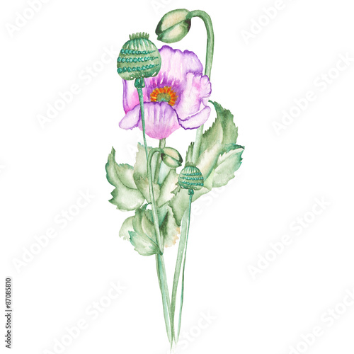 Purple healing poppie painted in watercolors on a white background
