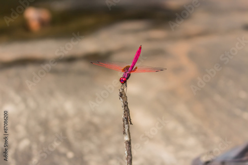 red dragonfly © sanpom