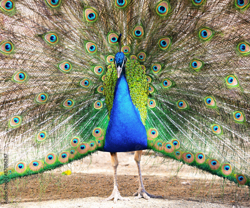 Portrait of a Peacock with feathers spread open. Macro shot of the Peacock showing its feathers.