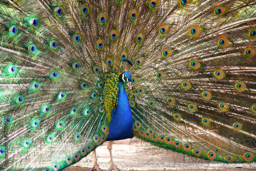 Portrait of a Peacock with feathers spread open. Macro shot of the Peacock showing its feathers.