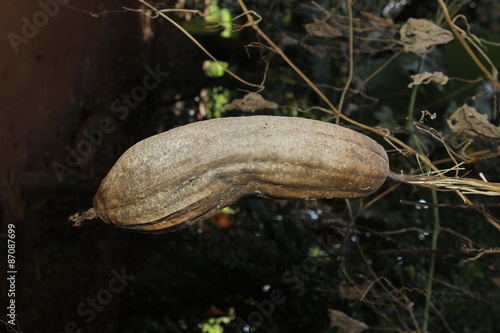 Brown Luffa photo