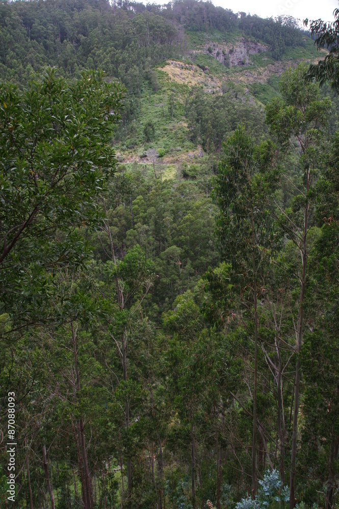 Lorbeer und Eukalyptus auf Madeira