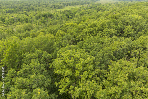 Принти на полотні Summer Treetops