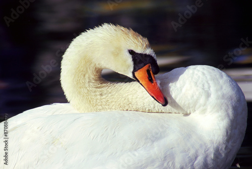 Swan