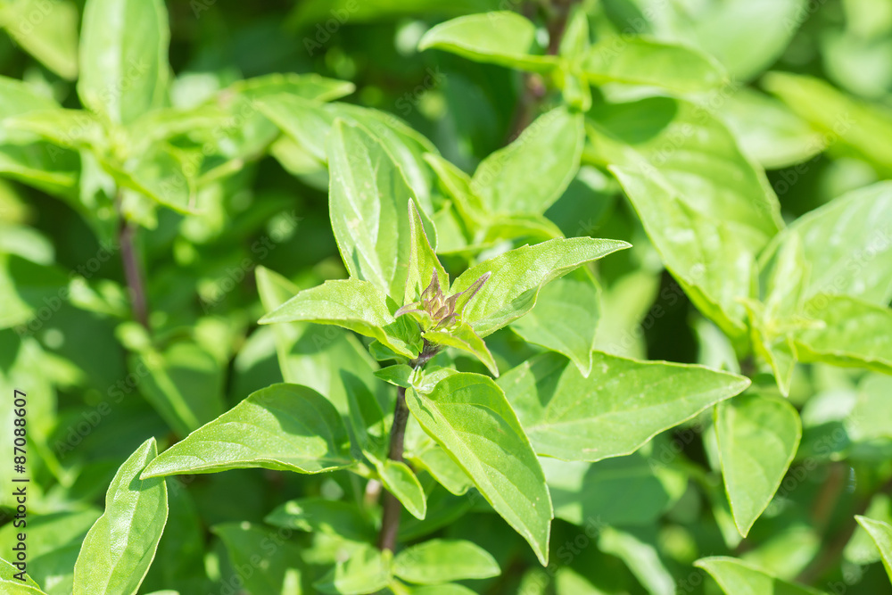 Fototapeta premium Green thai basil in garden.