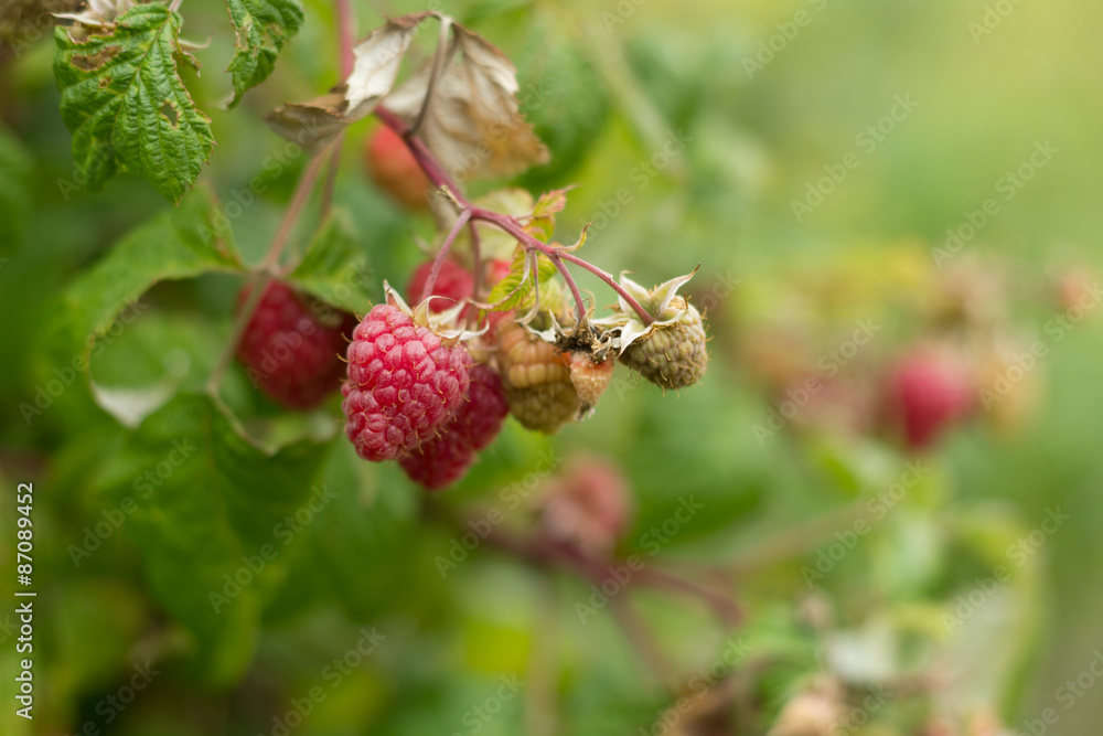 Himbeeren Himbeeren