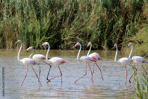 Group of greater flamingos in Camargue  south of France