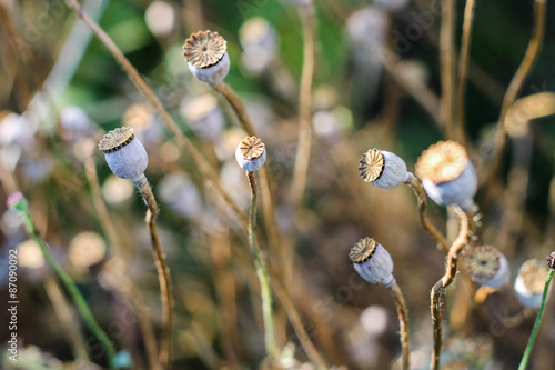 a lot of deflorated poppies photo