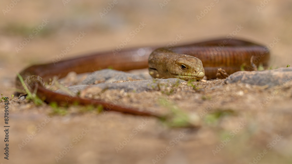 Obraz premium Large Sheltopusik legless lizard