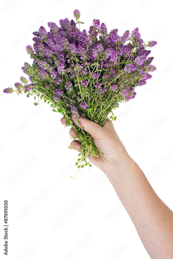 Bouquet of the blossoming Oregano herb Bouquet of the blossoming Oregano herb