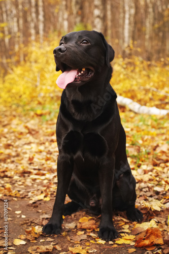 Black labrador sitting among the fallen leaves