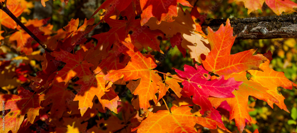 maple leaf foliage