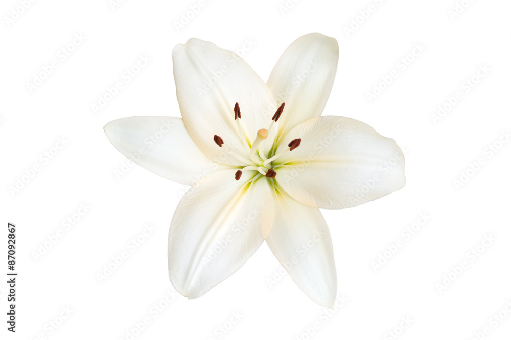 Lily isolated on a white background.