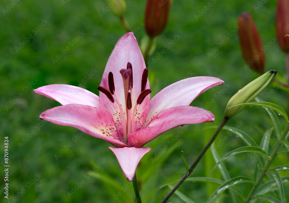 Fototapeta premium Розовая лилия