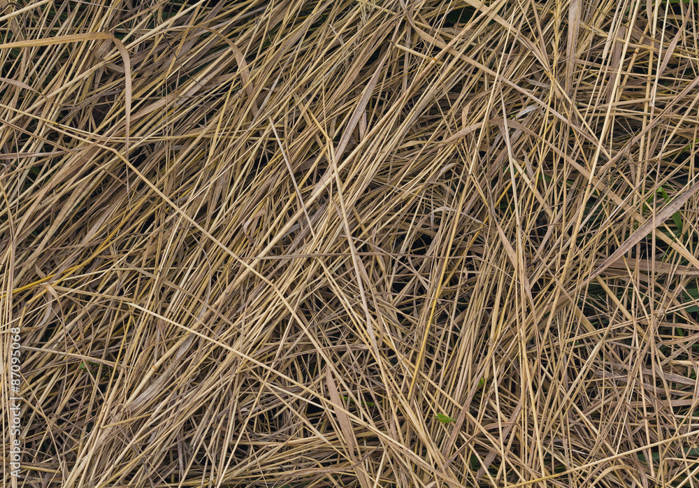Beveled yellow dry grass. Background and texture Beveled yellow dry grass. Background and texture