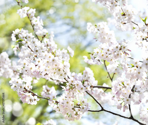 Cherry blossoms over blurred nature background with bokeh. Sprin © Anjelika Gretskaia