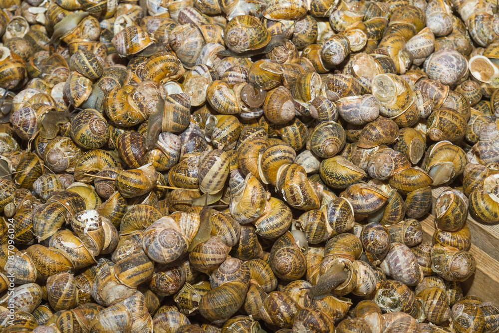 Fresh harvested snails at local food market bazaar Fresh harvested snails at local food market bazaar