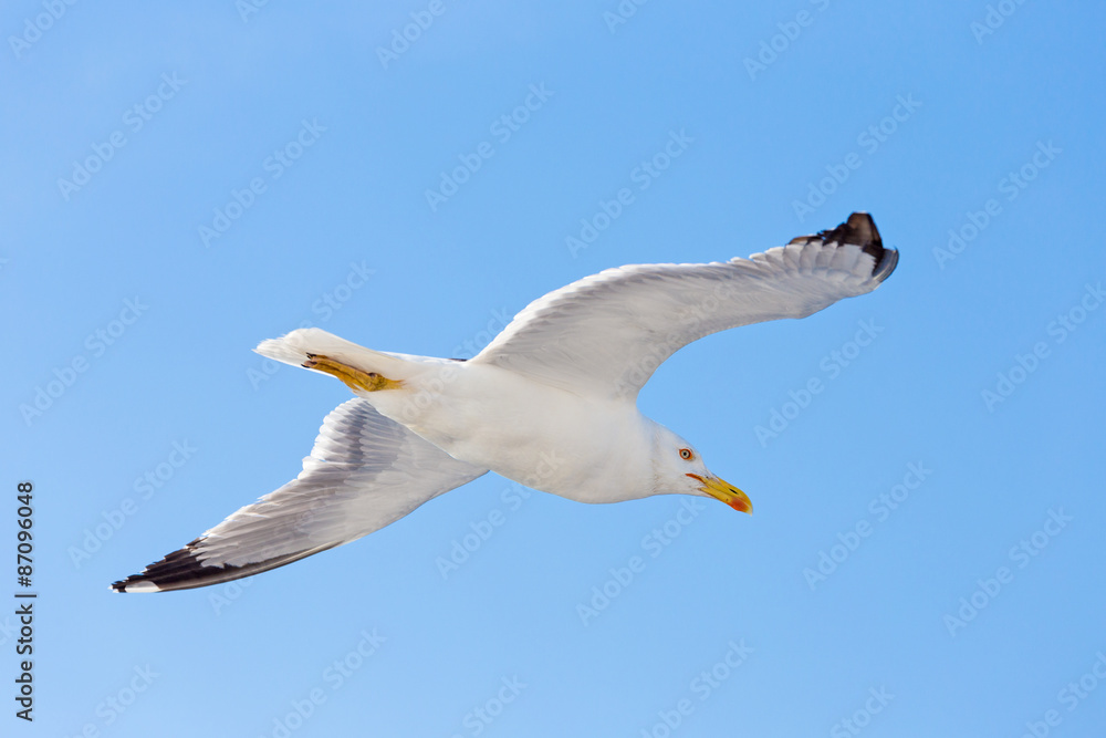 light flight of a seagull