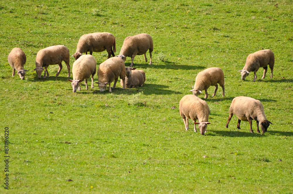 Fototapeta premium Moutons en pâture