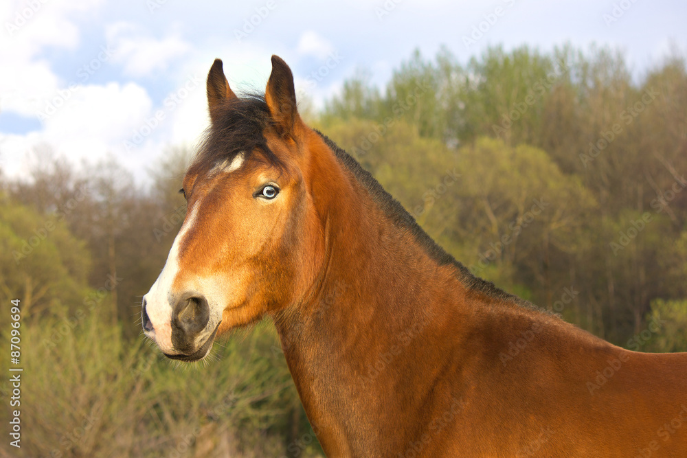 Bay horse with blue eyes Bay horse with blue eyes