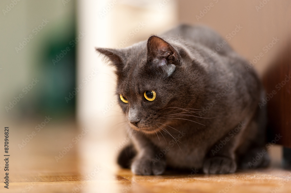 Grey Chartreux cat with yellow orange eyes sitting on the floor