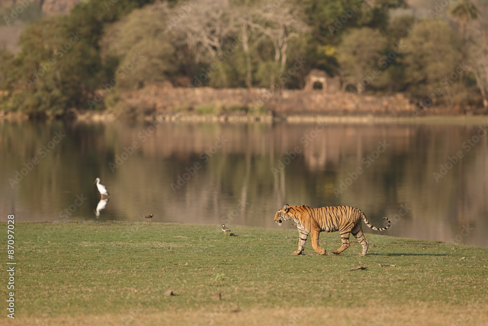 Fototapeta premium Tiger and ruins