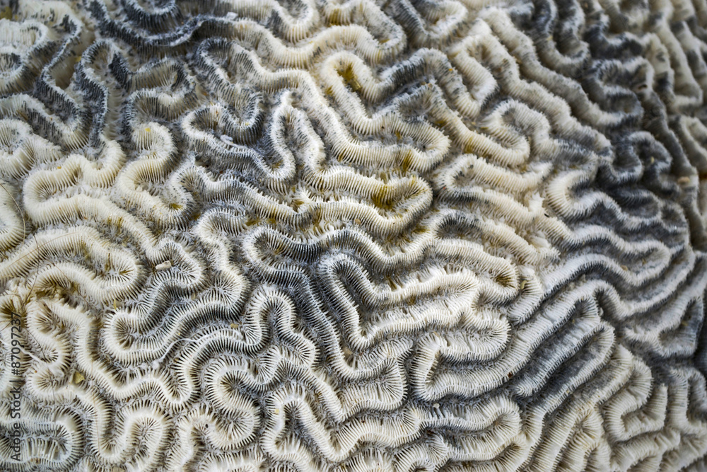 Fototapeta premium Brain Coral Background Pattern