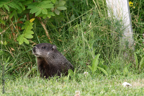 Marmotte photo