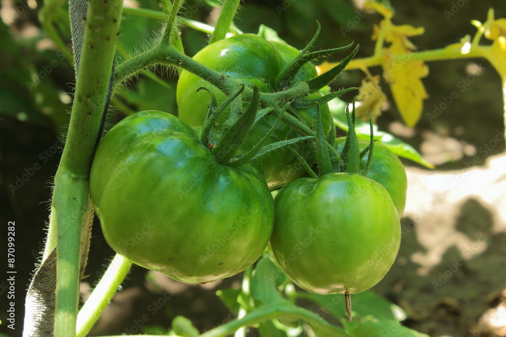 tomatoes closeup tomatoes closeup