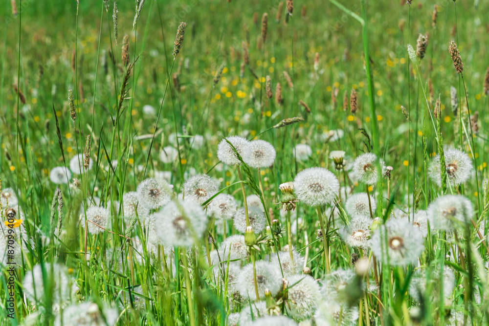 Viele Pusteblumen auf einer Blumenwiese Viele Pusteblumen auf einer Blumenwiese