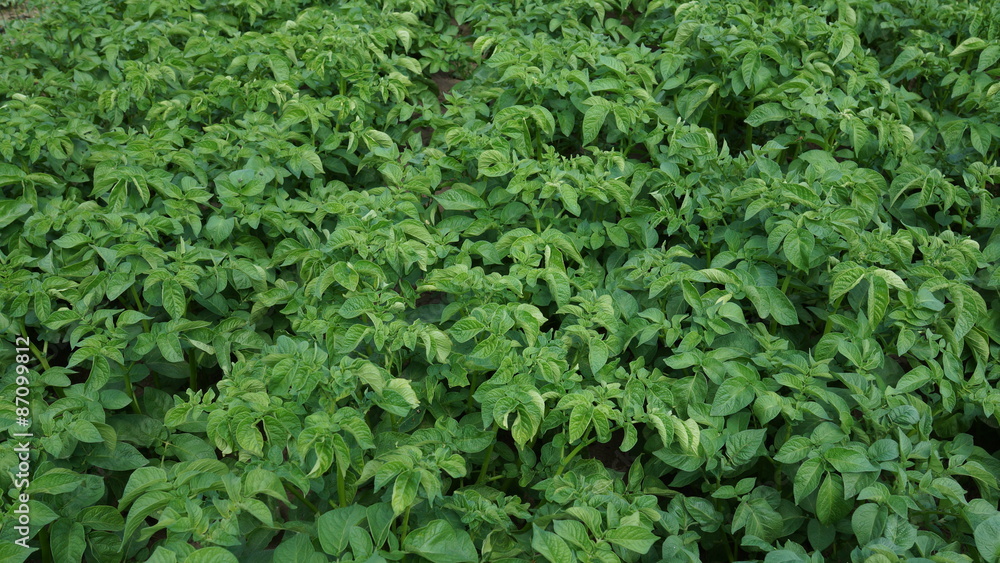 Potato Field Potato Field