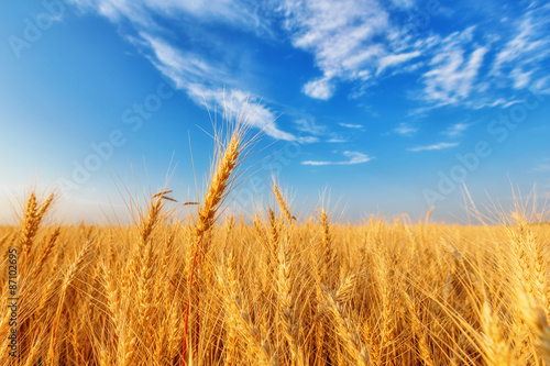 Wheat ears and cloudy sky