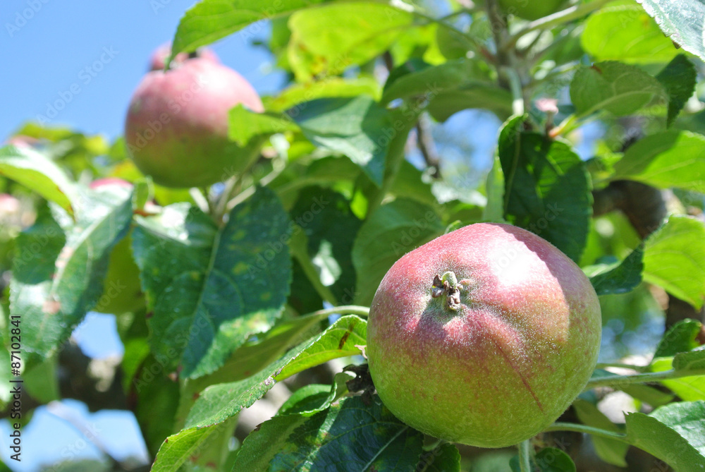 Red and green apples on the tree in an orchard on a sunny day. Concept of organic farming/agriculture; fresh, healthy, natural, unprocessed produce. Red and green apples on the tree in an orchard on a sunny day. Concept of organic farming/agriculture; fresh, healthy, natural, unprocessed produce.