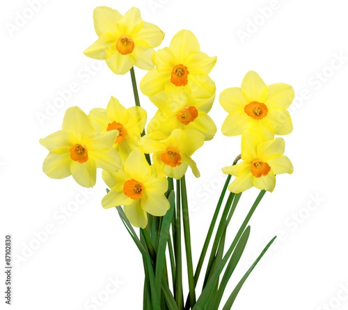 Fototapeta Naklejka Na Ścianę i Meble -  Daffodil, Flower, Spring.