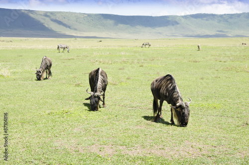 Grazing Wildebeests photo