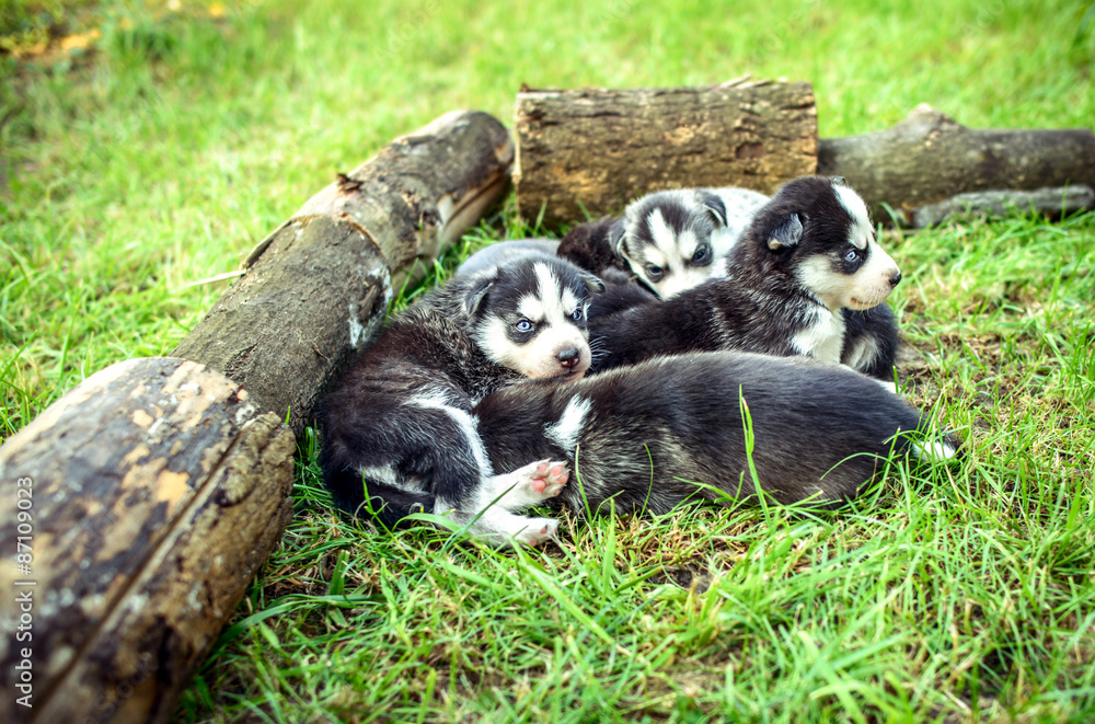 Pretty little husky puppies outdoor in the garden Pretty little husky puppies outdoor in the garden