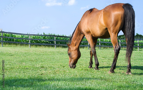 Grazing Arabian Horse – A bay Arabian horse grazes in his pasture. Green grass and blue sky in the background.