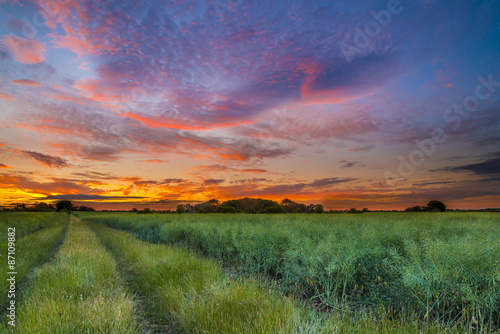 Sunset over a wheat field © allouphoto