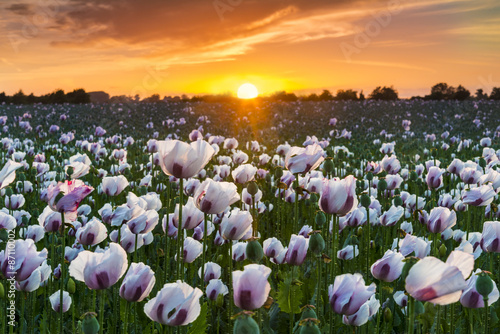 Thousands of white poppies under red skies