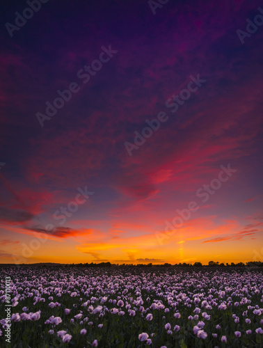 Thousands of white poppies under red skies