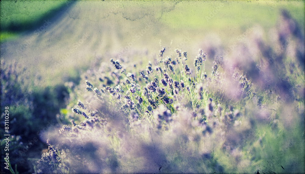 Obraz premium Lavender in the field - vintage photo
