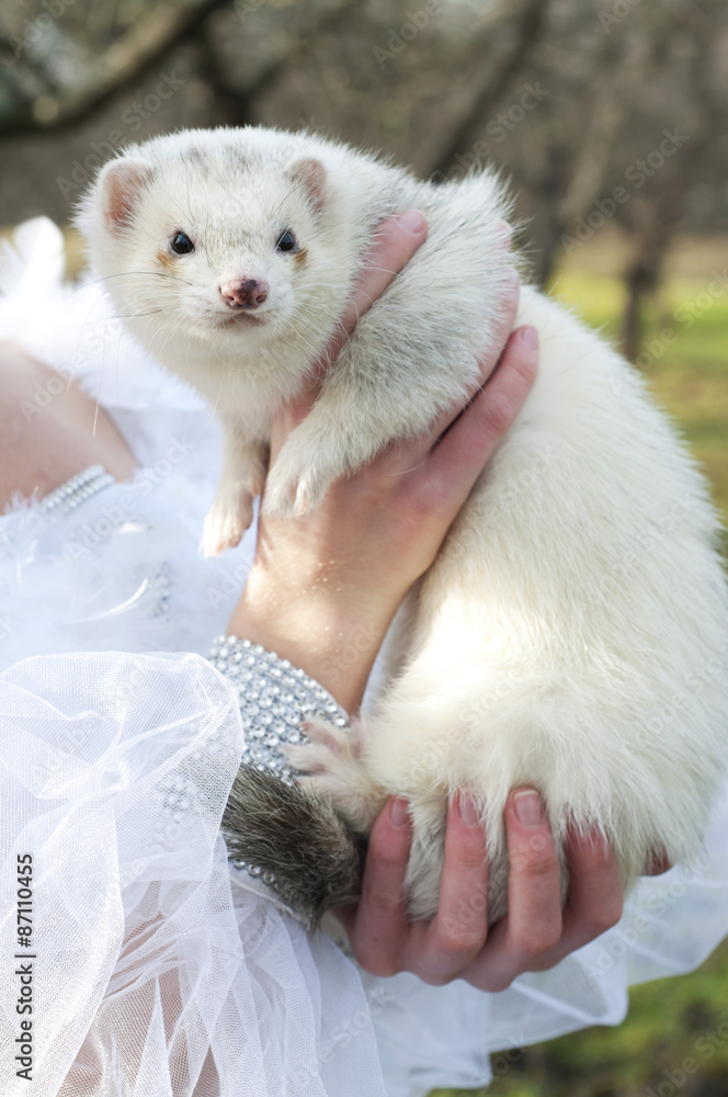 Girl holding a white ferret Girl holding a white ferret