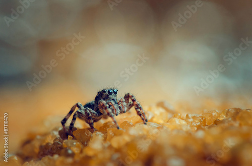 Jumping spider going. Russian nature